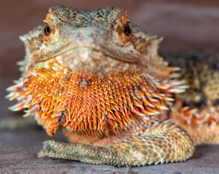 Signs That Your Bearded Dragon Is Gravid