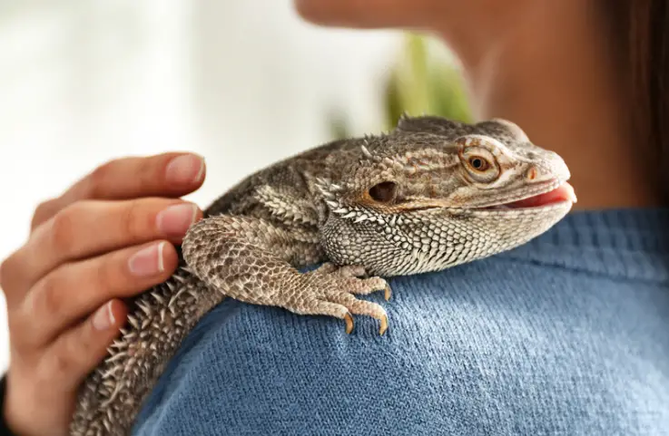 How To Prepare Fruits For Your Bearded Dragons