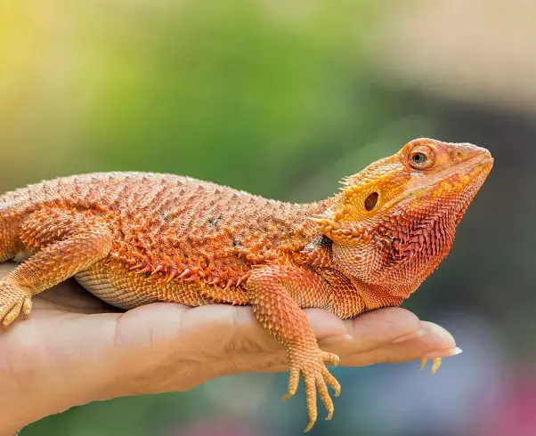 How To Prevent Feeder Insects For Your Bearded Dragon From Escaping