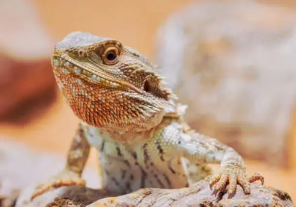How To Store Insects Your Bearded Dragon
