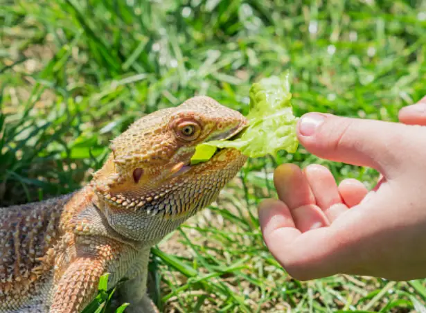 How Often Should I Offer Calcium To My Bearded Dragon?