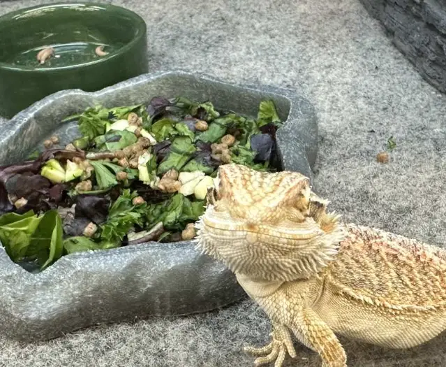 Can Bearded Dragons Recognize Their Owners?